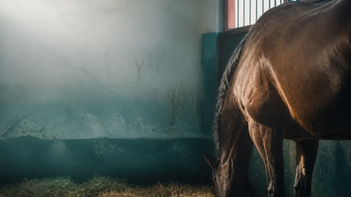 Dark bay horse in a stall, head lowered towards the straw, turquoise painted partition, hazy light on rough plaster, loose stalks on the floor.